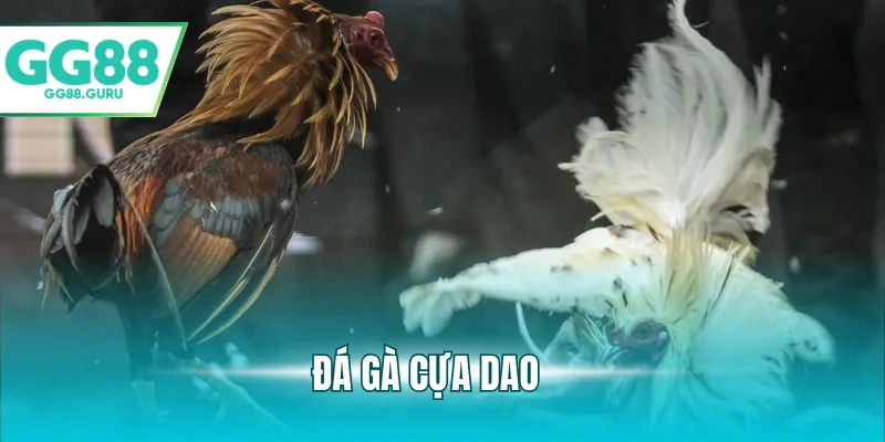 Đá Gà Cựa Dao – Trải Nghiệm Cá Cược Đầy Kịch Tính Và Hấp Dẫn 1 đá gà cựa dao