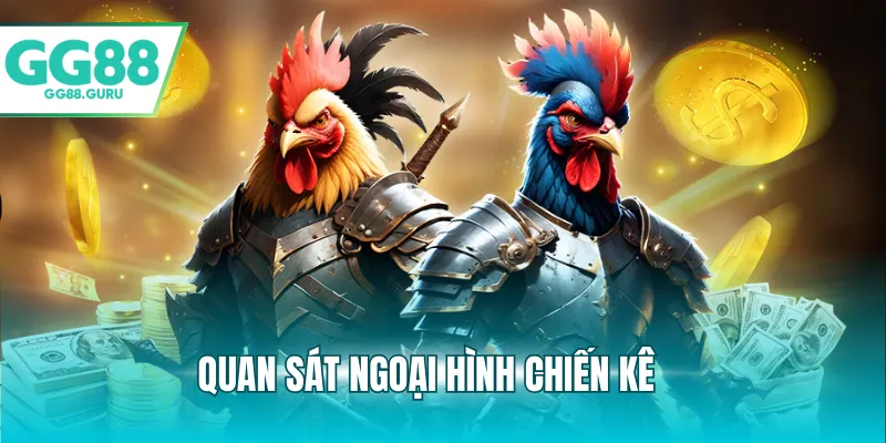 Đá Gà Cựa Sắt Kịch Tính Và Sức Hút Khó Cưỡng Đối Với Người Chơi 4 Quan sát ngoại hình chiến kê